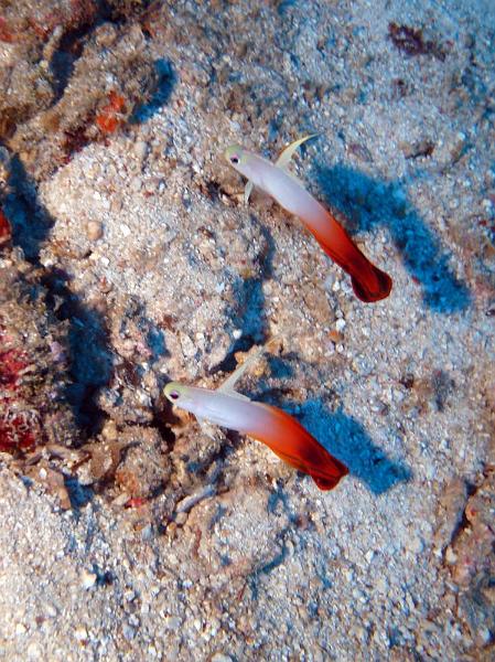 SIMILAN NOV 2008 .PHOTO LORAN (54).JPG